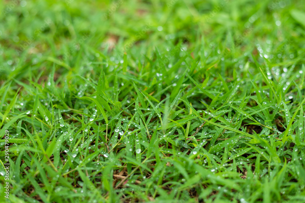 Rain drops of dew on green grass in nature spring background. Rain drops of dew on green grass in nature spring background.