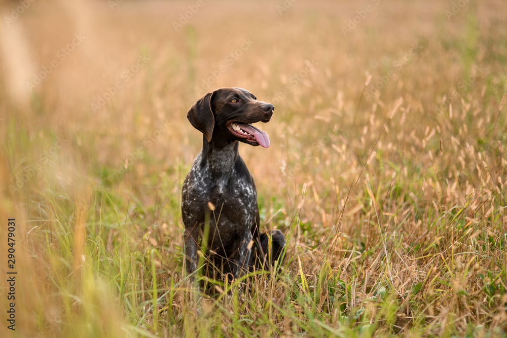 Happy brown dog sitting among the gold spikelets open his mouth looking at the side Happy brown dog sitting among the gold spikelets open his mouth looking at the side