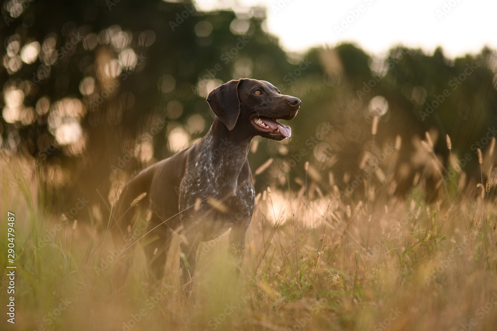 Concetrated dark brown dog standing among the gold spikelets
