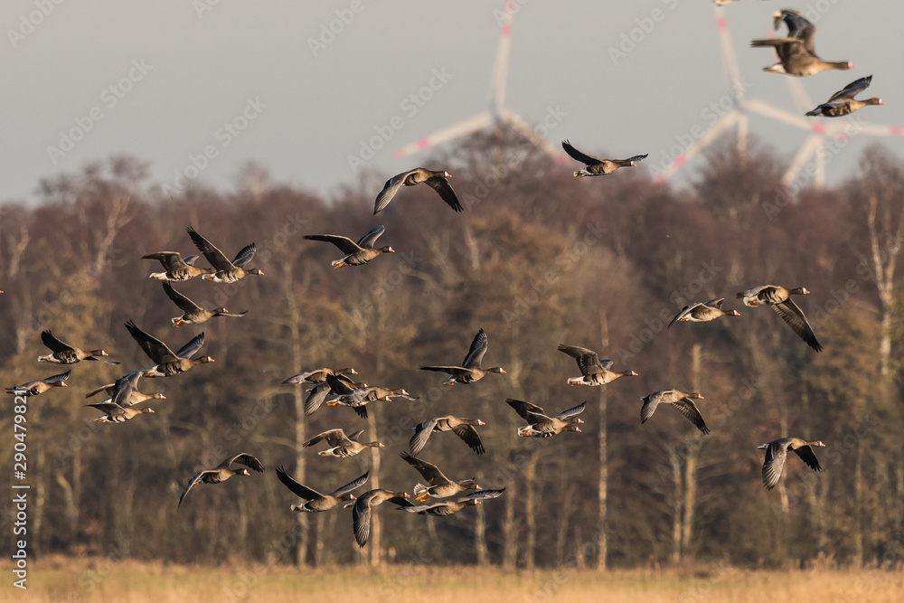 Flock of White-fronted Geese, Anser albifrons, flying