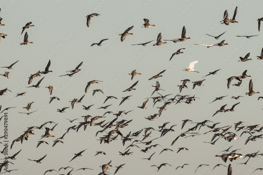 Flock of White-fronted Geese, Anser albifrons, flying with egret