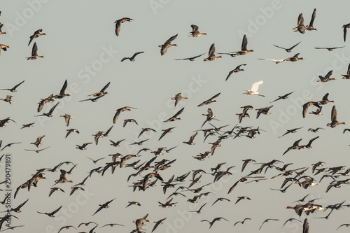 Obraz na płótnie Flock of White-fronted Geese, Anser albifrons, flying with egret w salonie