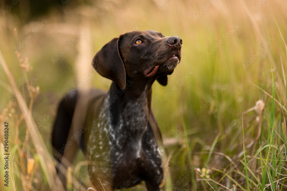 Purebred dark brown dog standing looking up in the field among spikelets