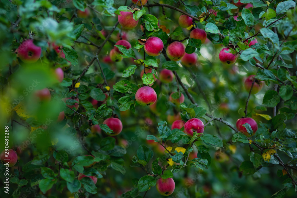 harvest of red apples on the tree harvest of red apples on the tree