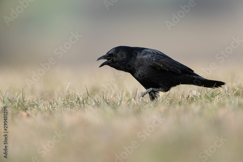 Carrion crow in a meadow