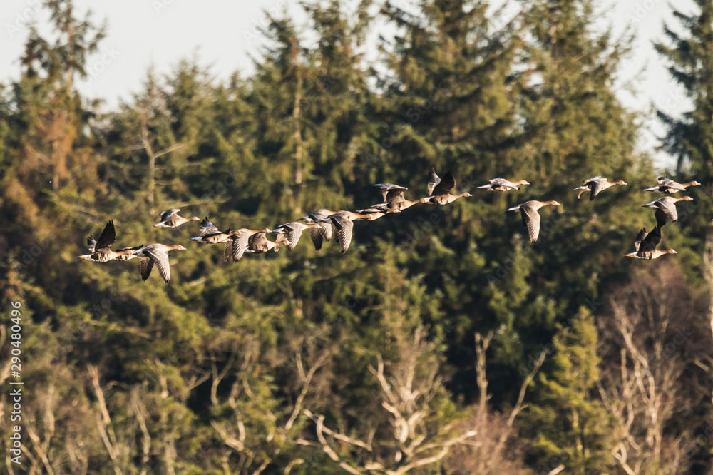 Flock of White-fronted Geese, Anser albifrons, flying