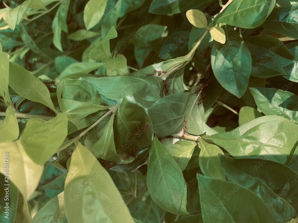 background of green leaves background of green leaves
