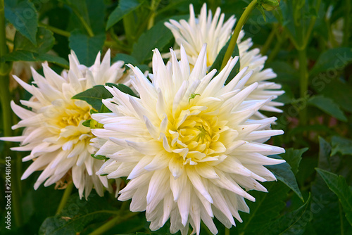 Blooming white asters in the garden.