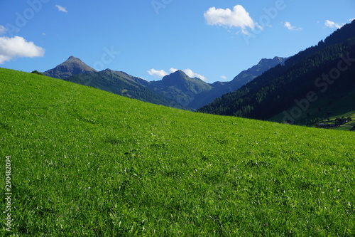 grüne Weide, Wiese in Alpbach Tirol Austria