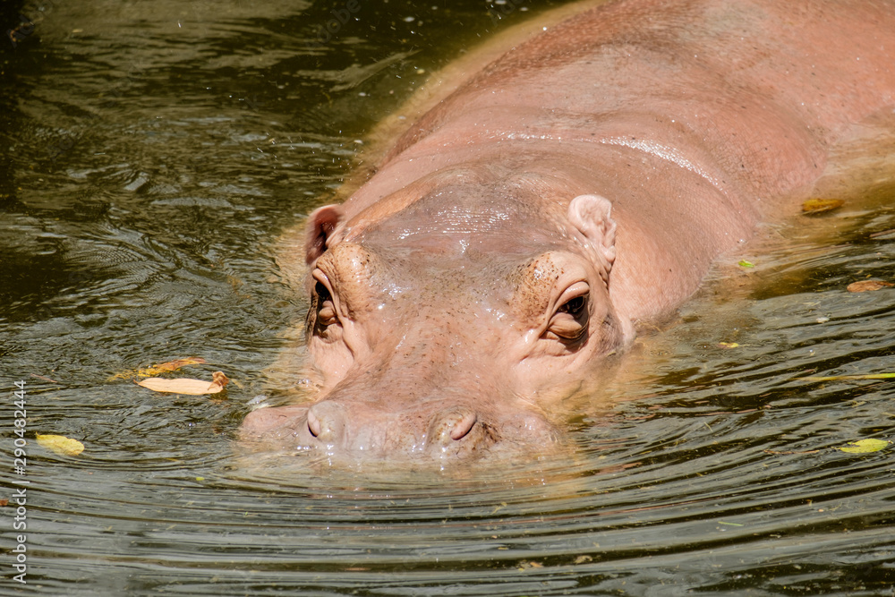 Fototapeta premium Hippopotamus (Hippopotamus Amphibius) bathing in waterhole