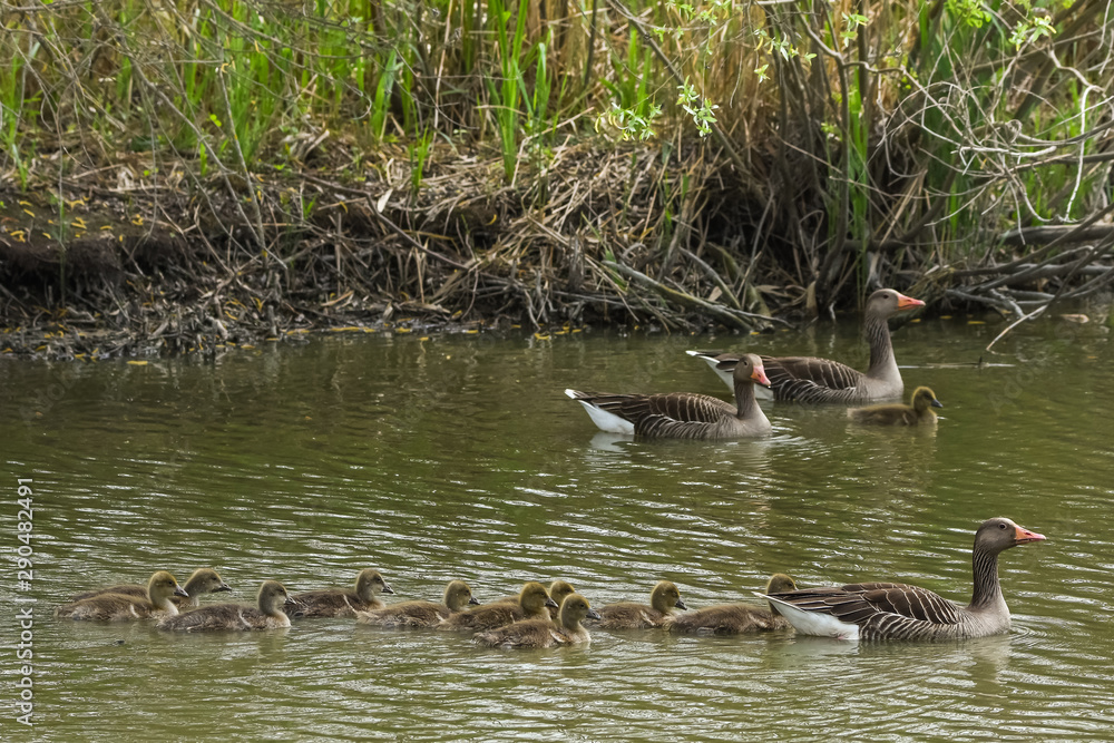 parent greylag geese, anser anser, out with their young goslings on a lake