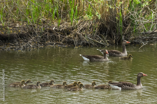 Obraz na płótnie parent greylag geese, anser anser, out with their young goslings on a lake w salonie
