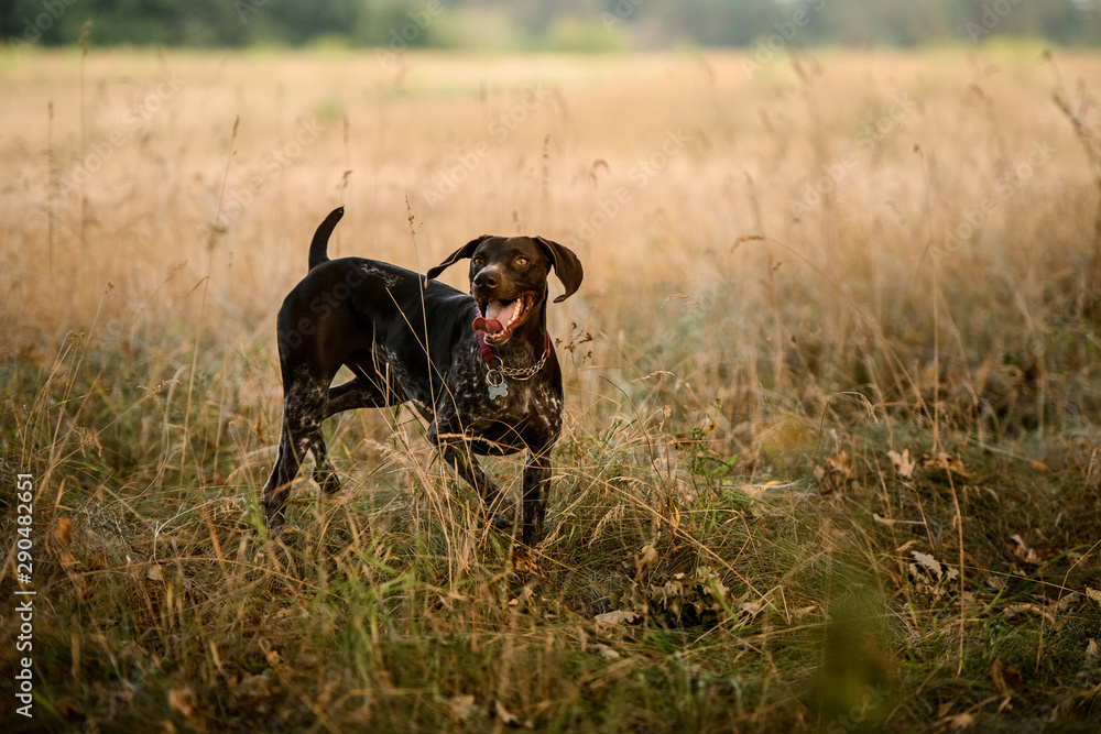 Trained brown dog running on the field sticking out his tongue Trained brown dog running on the field sticking out his tongue