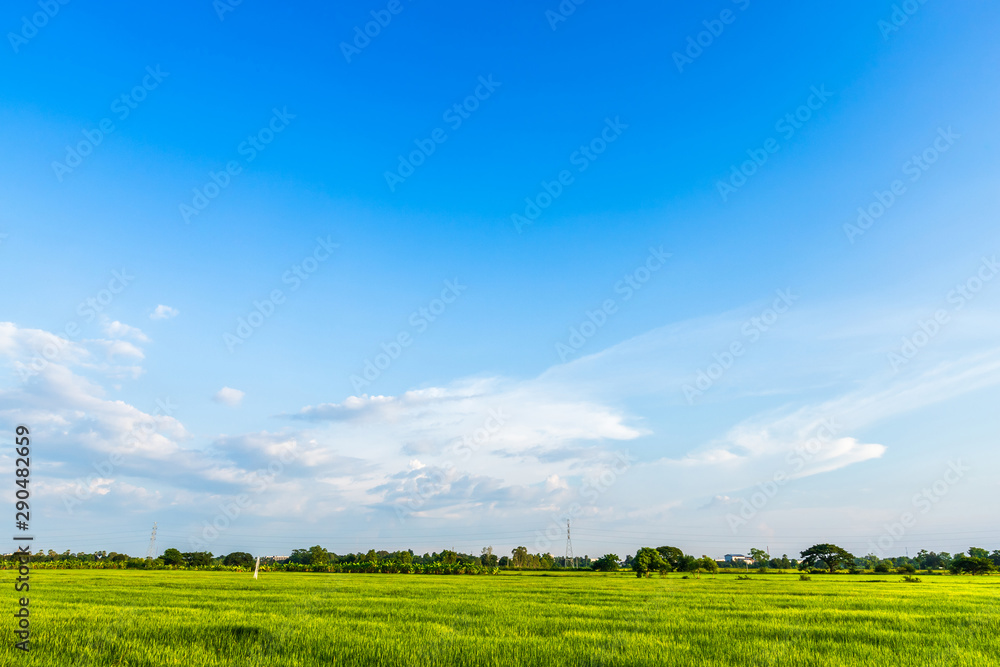 Beautiful green cornfield with land air atmosphere bright blue sky background abstract clear texture.