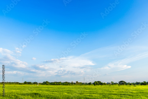 Beautiful green cornfield with land air atmosphere bright blue sky background abstract clear texture.