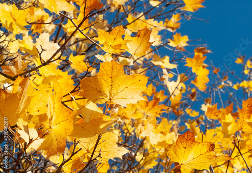 Colorful autumn background with maple leaves and blue sky