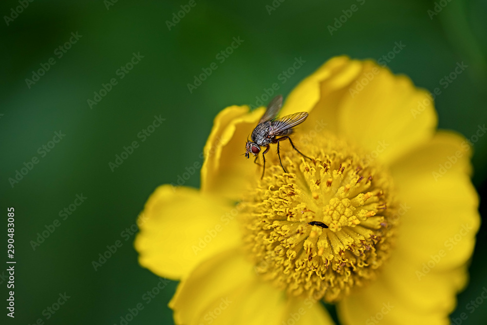 fly and small bug perching on a yellow blossom fly and small bug perching on a yellow blossom