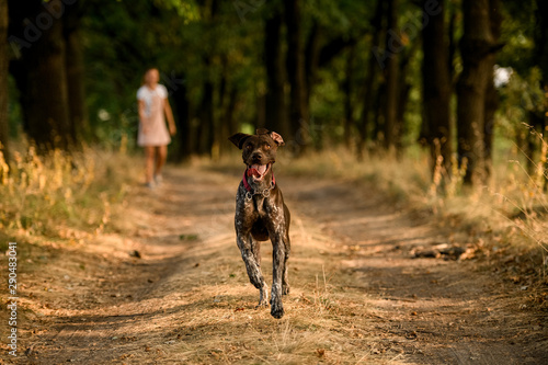Εκτύπωση καμβά Happy brown dog running on the path in the forest with a girl who played with it