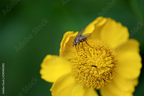  fly and small bug  perching on a yellow blossom