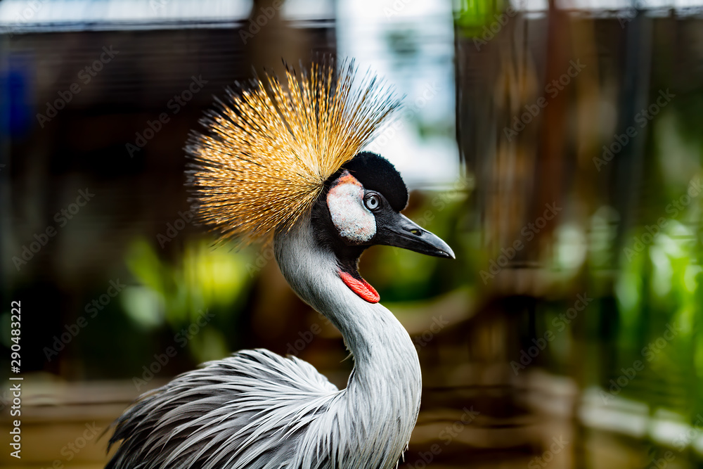 A Gray Crested Crane Close Up