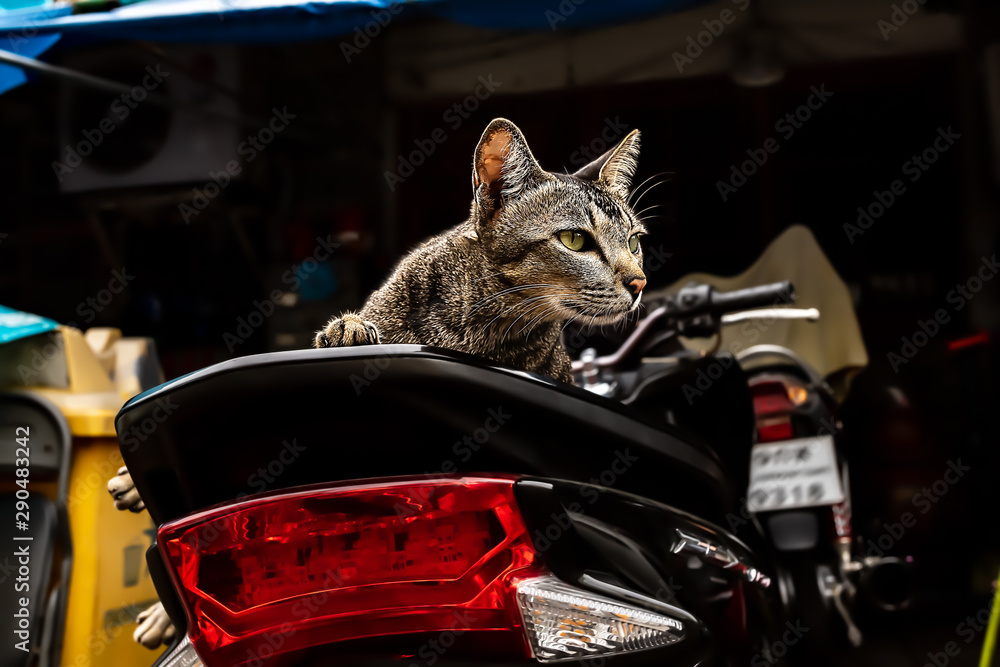 A stray cat sitting on the seat of a scooter.