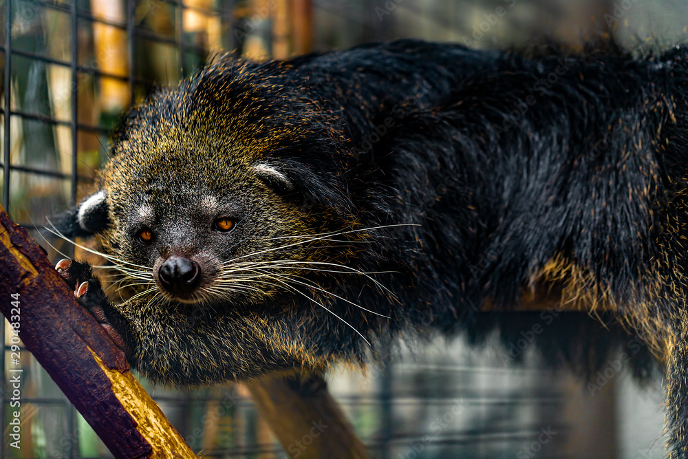 A Captive Female Bear Cat