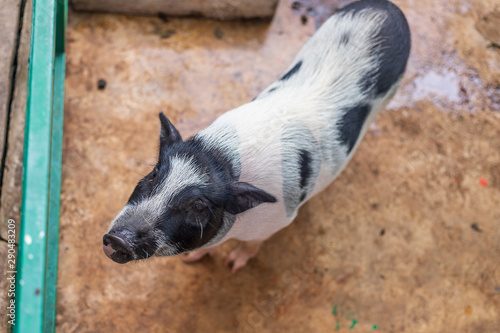Looking down at a black and white pot bellied pig in a pen.