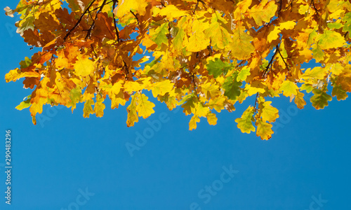 Colorful autumn background with oak leaves and blue sky