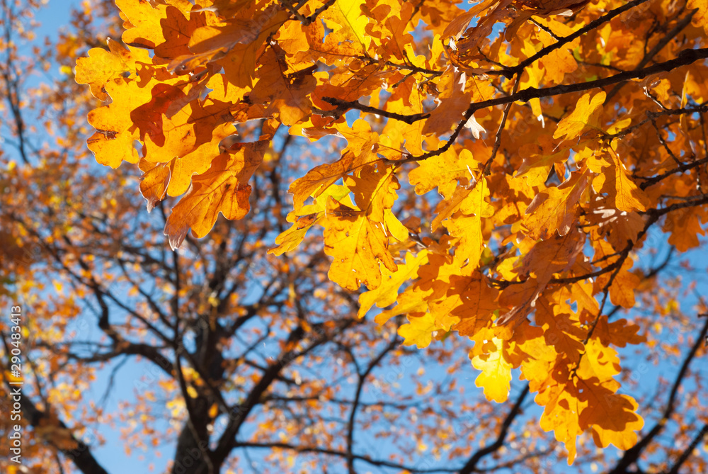 Colorful autumn background with oak leaves and blue sky Colorful autumn background with oak leaves and blue sky