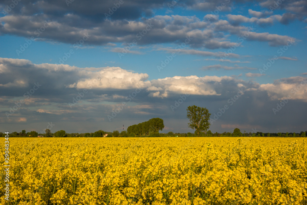 Obraz premium Yellow rapeseed fields and blue sky at sunny spring day
