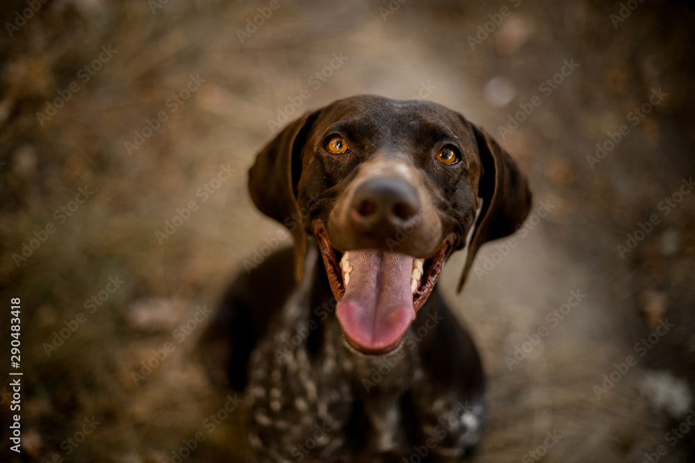 Happy brown dog sitting on the dry grass on the path open mouth in the forest Happy brown dog sitting on the dry grass on the path open mouth in the forest
