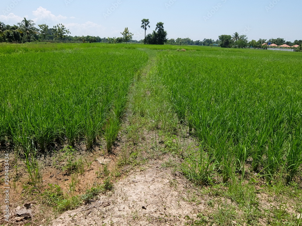 Rice plantations in Chiang Mai, Thailand Rice plantations in Chiang Mai, Thailand