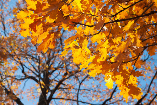 Colorful autumn background with oak leaves and blue sky