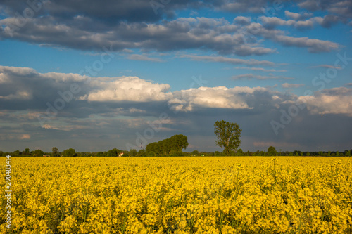 Yellow rapeseed fields and blue sky at sunny spring day