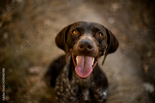 Happy brown dog sitting on the dry grass on the path open mouth in the forest