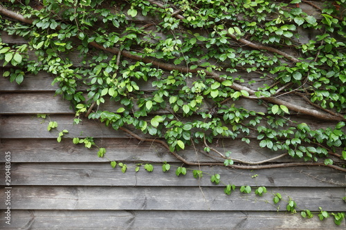 Vine growing into the house wall as vertical garden to help cooling down the temperature for urban design outdoor space