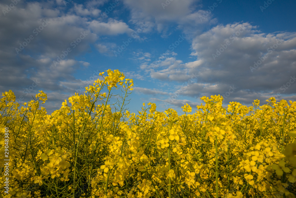 Yellow rapeseed fields and blue sky at sunny spring day Yellow rapeseed fields and blue sky at sunny spring day