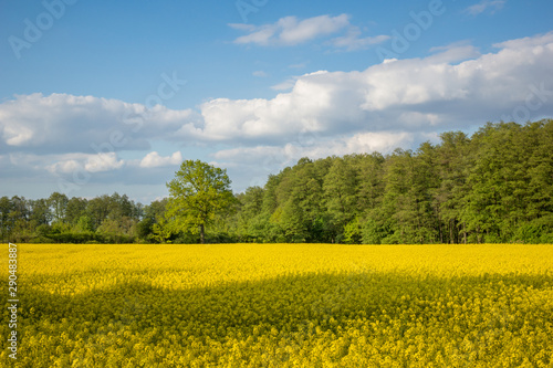 Fototapeta Naklejka Na Ścianę i Meble -  Yellow rapeseed fields and blue sky at sunny spring day