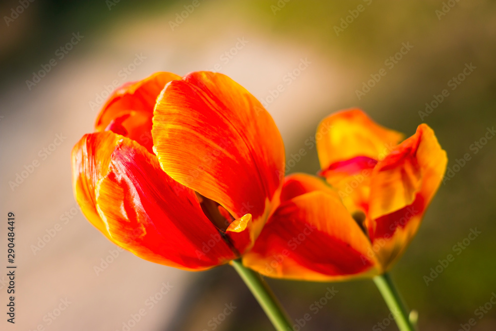 beautiful red orange tulip macro beautiful red orange tulip macro