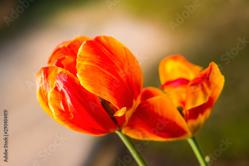 beautiful red orange tulip macro