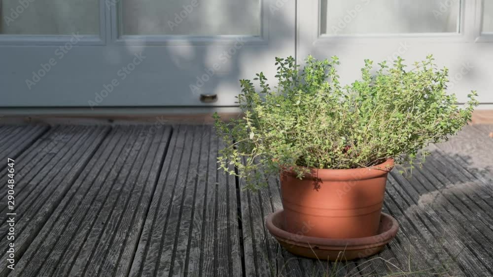 Thymian Pflanze draußen, in einem Tontopf auf einem Holzboden einer Terasse . Die Sonne wirft Schatten, der Wind bewegt die Zweige und Blätter