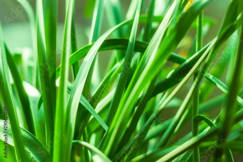 green grasses macro background