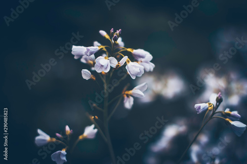 white cuckoo flower dark background photo