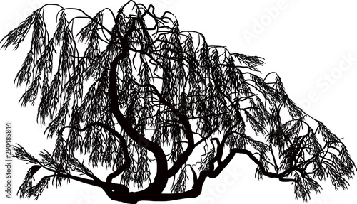 black weeping willow on white