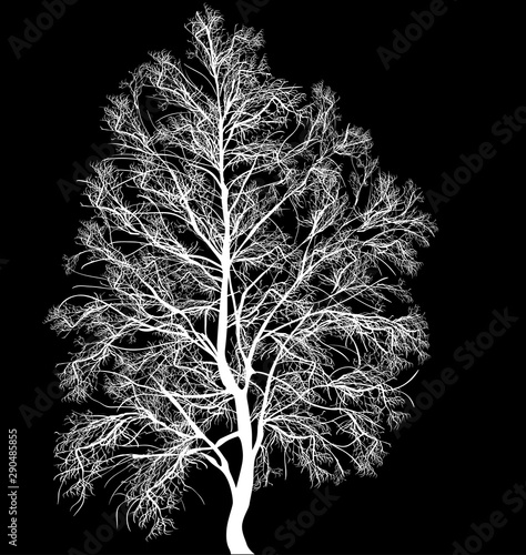 bare birch tree winter silhouette isolated on black