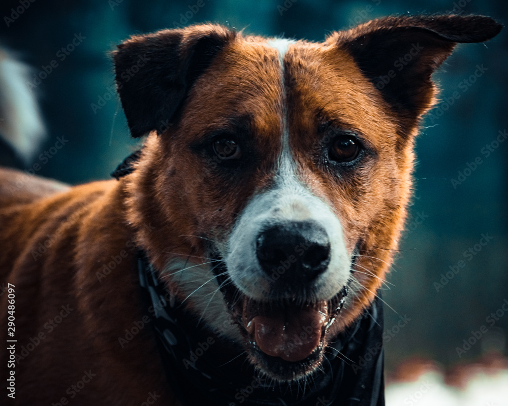 Portrait of a red dog with a white nose Portrait of a red dog with a white nose