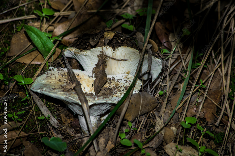 Mushrooms and undergrowth Macro close-up photo nature texture background rendering Mushrooms and undergrowth Macro close-up photo nature texture background rendering