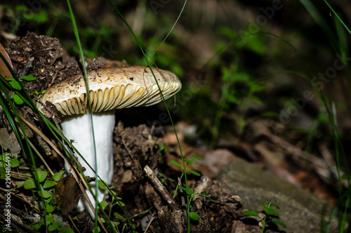 Mushrooms and undergrowth Macro close-up photo nature texture background rendering
