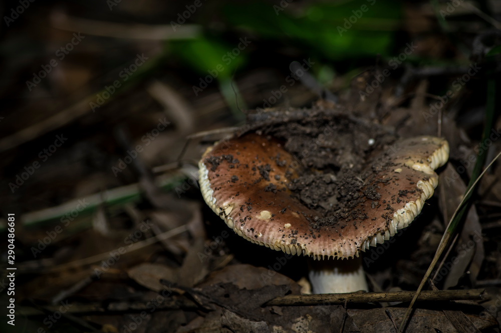 Mushrooms and undergrowth Macro close-up photo nature texture background rendering Mushrooms and undergrowth Macro close-up photo nature texture background rendering