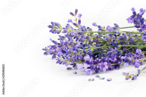 Lavender isolated on white background